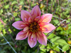 Highlighted image: Dahlia Nieuws
